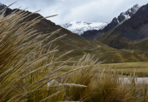 Altiplano grasses in foreground with glacial mountain-range in background. 