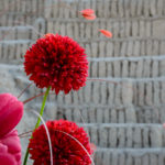 Red flower and tulip in foreground with wall of sun-dried bricks in background.