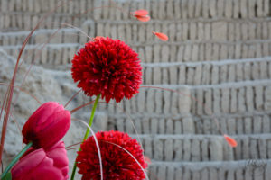 Red flower and tulip in foreground with wall of sun-dried bricks in background. 