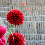 Red flowers in front of wall of Huaca Pucllana.