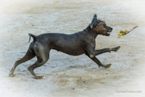 Peruvian hairless Dog or Inca Hairless Dog